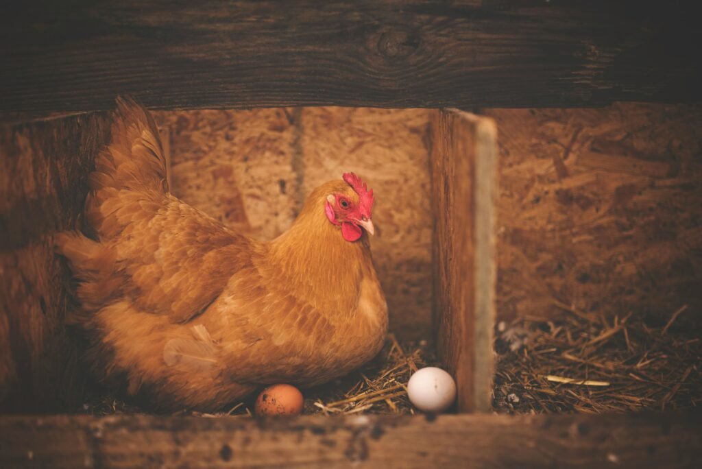 Close-up of a hen sitting in a rustic wooden barn nest with two eggs.